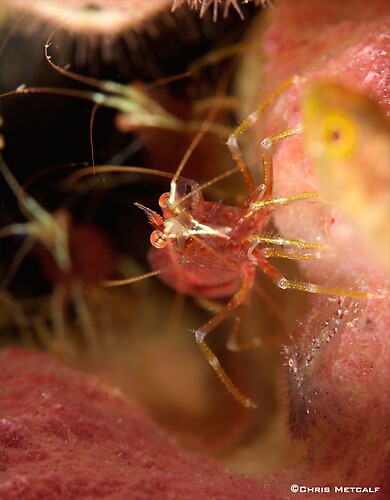 Red-striped cleaner shrimp, Lysmatella prima, Lembeh Strait Indonesia, April 2014
