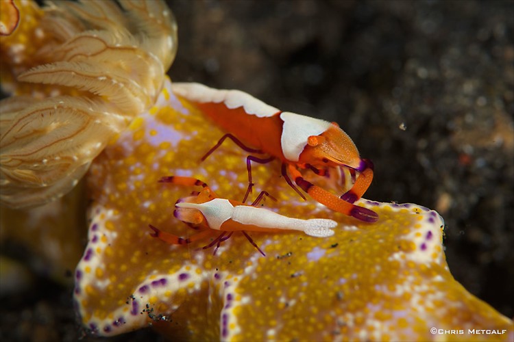 Emperor shrimp, Periclimenes imperator, on Ceratosoma tenue Lembeh Strait Indonesia September 2014