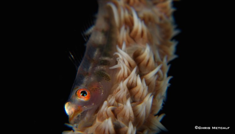 Whip-Coral-Goby, Bryaninops yongei, Lembeh Strait Indonesia, April 2014