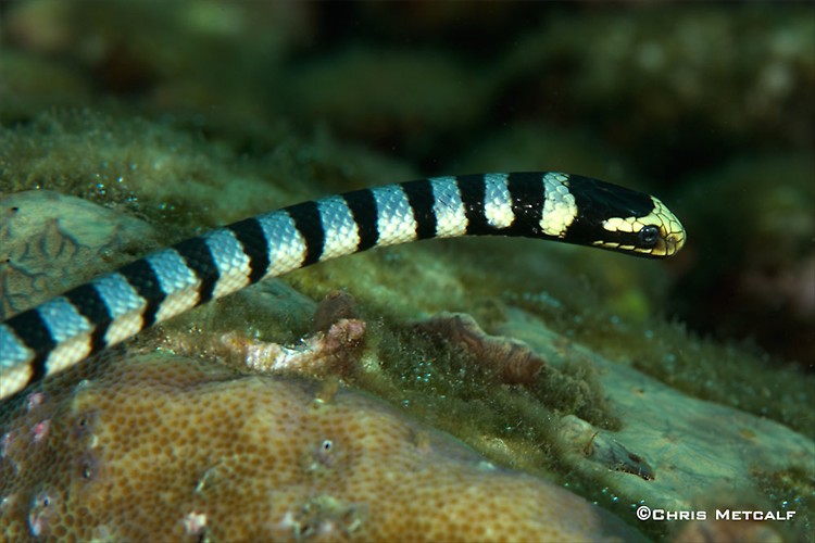 Banded sea snake, Laticauda colubrina, Lembeh Strait Indonesia 2014
