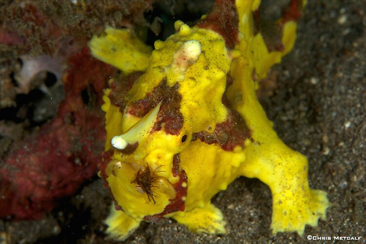 Yellow Warty frogfish, Antennarius maculatus, Lembeh Strait Indonesia, April 2014