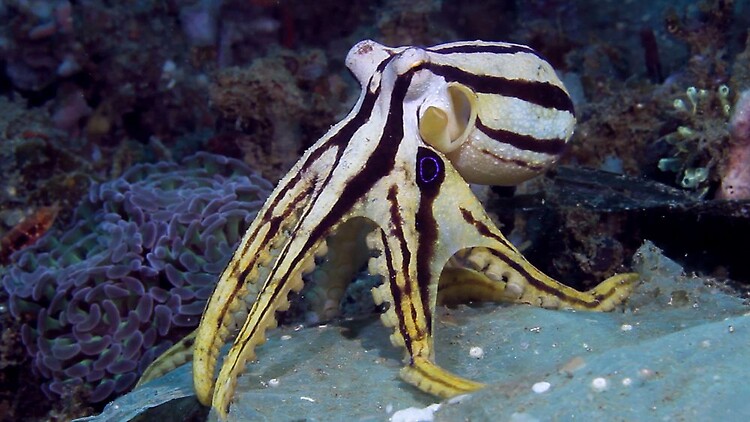 Mototi Octopus,Amphioctopus siamensis,Sascha Janson,Critters@Lembeh Lembeh Resort,Lembeh Strait  Indonesia 2016