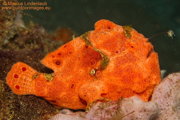 PAINTED FROGFISH (Antennarius pictus), Lembeh Strait, Indonesia, February 2013