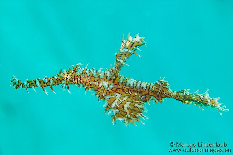 ORNATE GHOST PIPE FISH (Solenostomus paradoxus), Lembeh Strait, Indonesia, February 2013