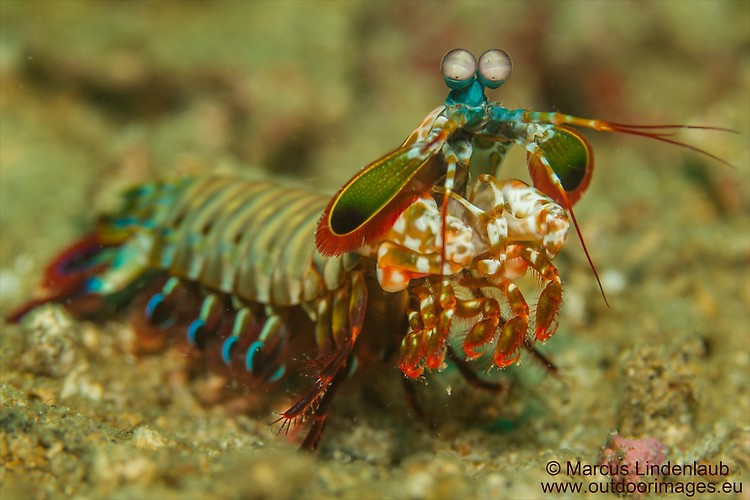 Peacock Mantis Shrimp (Odontodactylus scyllarus), Lembeh Strait, Indonesia, February 2013