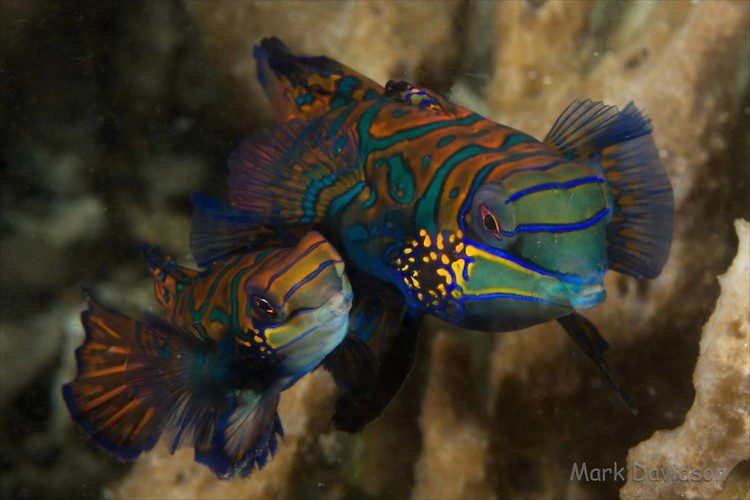Mandarinfish, Synchiropus splendidus, Lembeh Strait Indonesia, April 2013