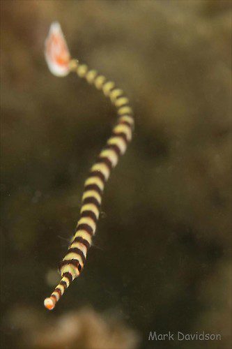 Banded Pipefish, Doryrhamphus dactyliophorus, Lembeh Strait Indonesia, August 2014