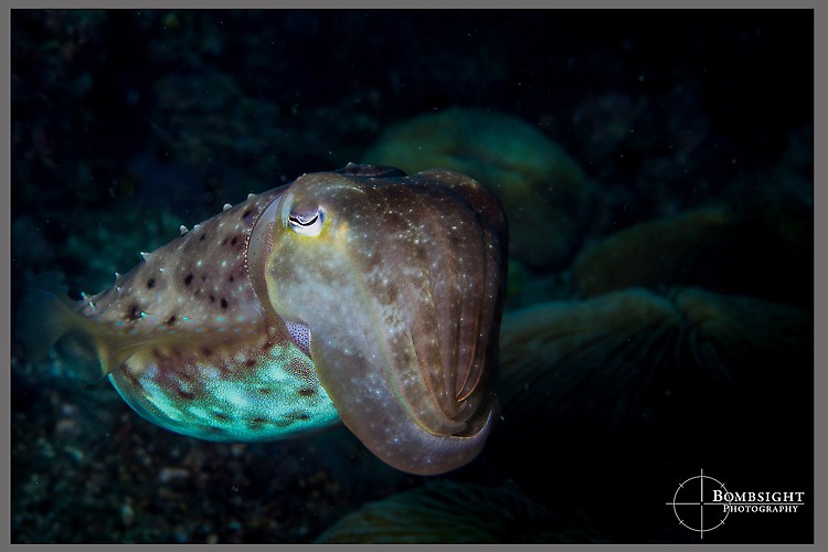 Broadclub Cuttlefish (Sepia latimanus), Lembeh strait, Indonesia, June 2013