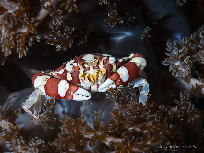 Harlequin Crab, Lissocarcinus laevis, Lembeh Strait Indonesia 2014
