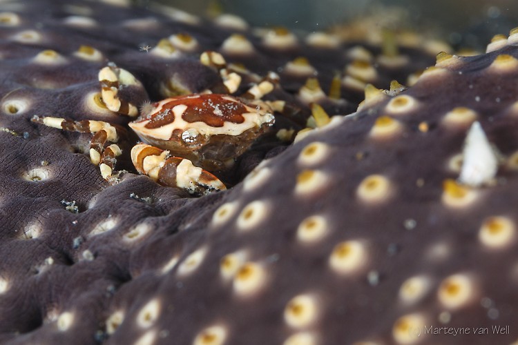 Sea Cucumber Swimming Crab,Lissocarcinus orbicularis, Lembeh Strait Indonesia 2014 