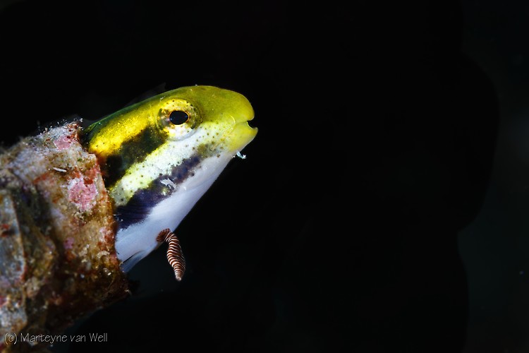 Shorthead Fangblenny, Petroscirtes breviceps, Lembeh Strait Indonesia 2014