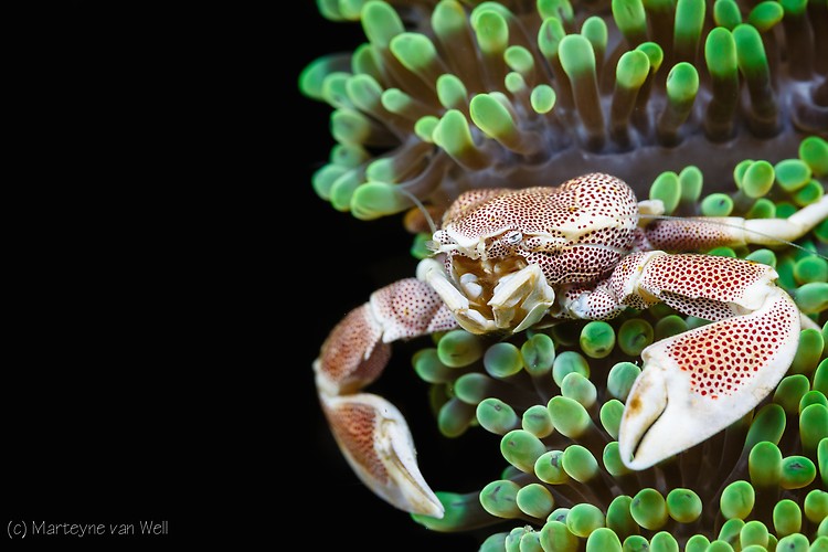 Porcelain Crab, Neopetrolisthes maculatus,Lembeh Strait Indonesia 2014