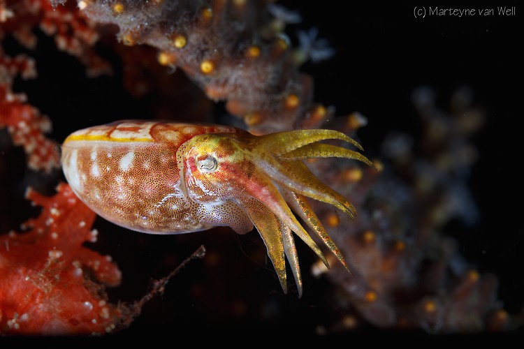 Pygmy Cuttlefish, Sepia bandensis, Lembeh Strait Indonesia 2014