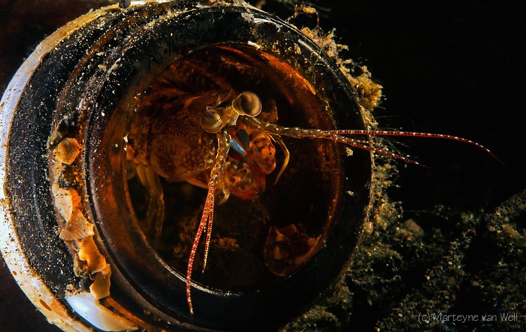 Mantis Shrimp, Lembeh Strait Indonesia 2014