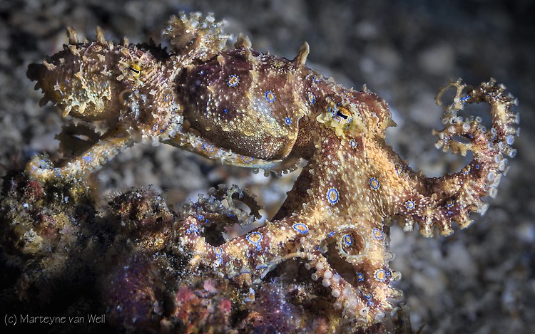 Mating Blue Ringed Octopus, Hapalochlaena spp. Lembeh Strait Indonesia 2014