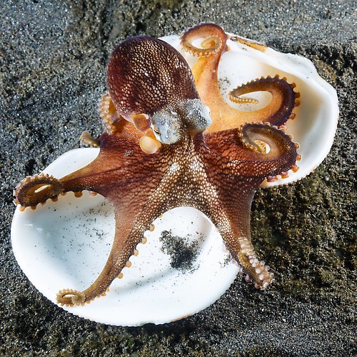 Coconut Octopus, Octopus marginatus, Lembeh Strait Indonesia 2014