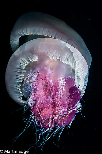 Moon Jellyfish, (Aurelia aurita), Lembeh Strait Indonesia, October, 2015