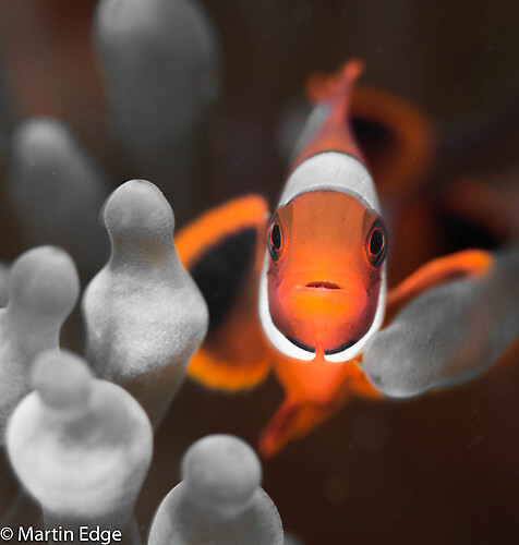 Clown Anemonefish, (Amphiprion percula), Lembeh Strait Indonesia, October, 2015