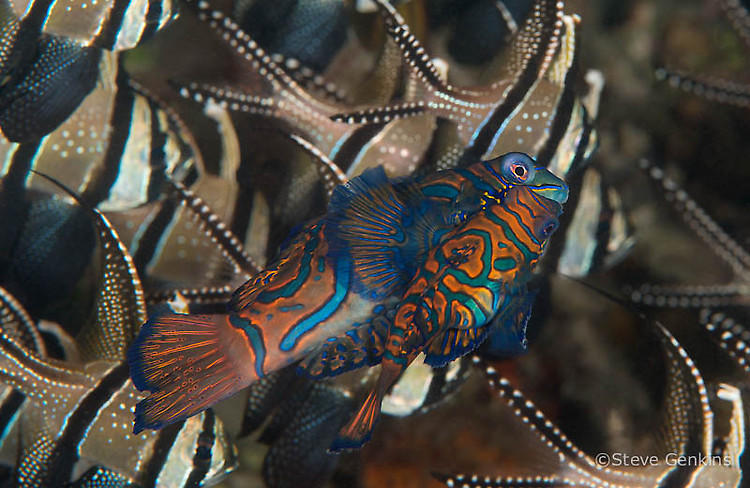 Mandarinfish, Synchiropus splendidus, Lembeh Strait Indonesia, March 2015