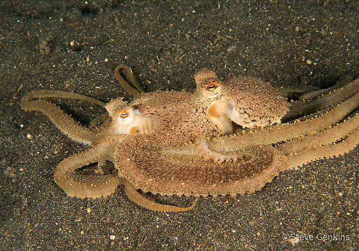 Octopus sp.1 Lembeh Strait Indonesia, March 2015