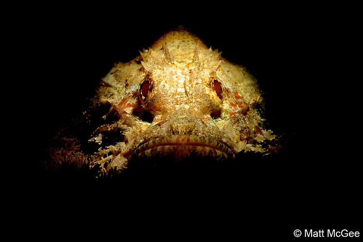 Raggy Scorpionfish (Scorpaenopsis venosa), Lembeh Strait, Indonesia, April 2013