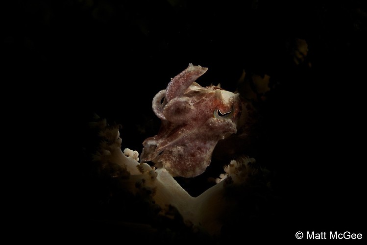 BROADCLUB CUTTLEFISH (Sepia latimanus), Lembeh Strait, Indonesia, April 2013