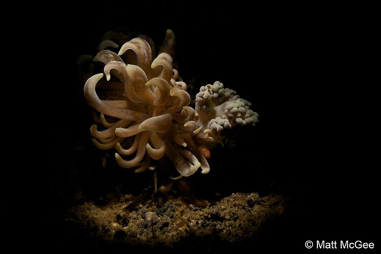 Phyllodesmium briareum Nudibranch, Lembeh Strait, Indonesia, April 2013