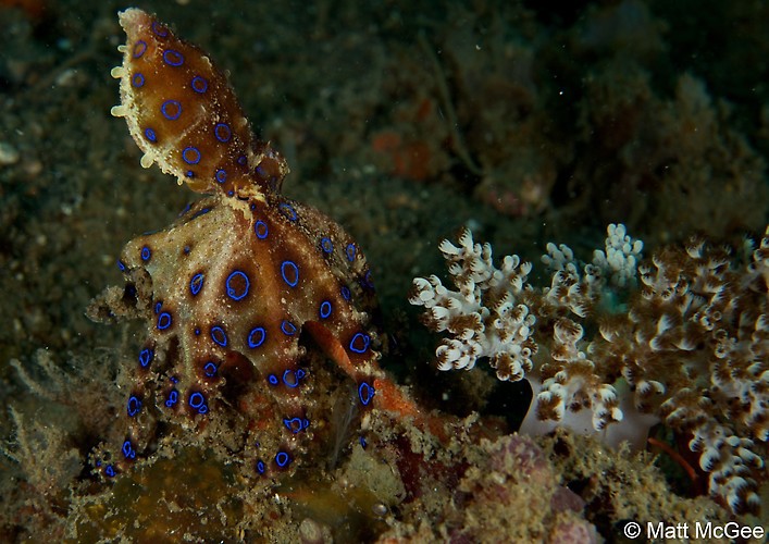 BLUE-RINGED OCTOPUS (Hapalochlaena sp.), Lembeh Strait, Indonesia, April 2013 