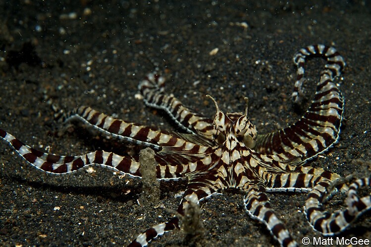 MIMIC OCTOPUS (Thaumoctopus mimicus), Lembeh Strait, Indonesia, April 2013 