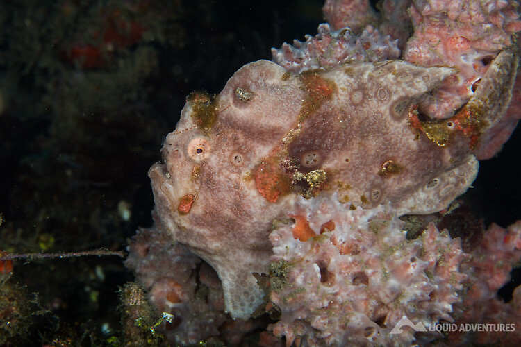 Painted frogfish, Antennarius pictus, Lembeh Strait Indonesia August 2015