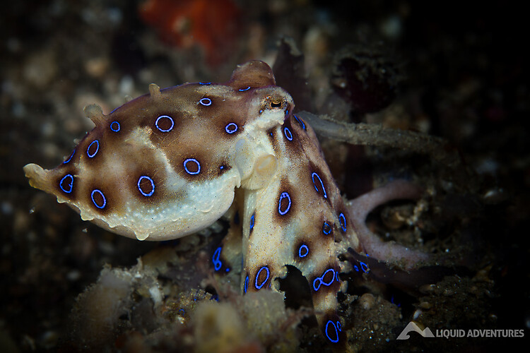 Blue-ringed octopus Hapalochaena sp. Lembeh Strait Indonesia August 2015