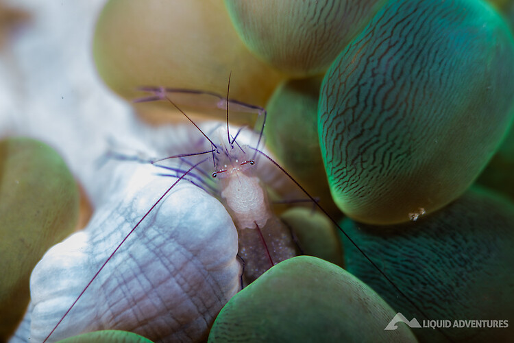 Bubble Coral Shrimp, Vir philippinensis, Lembeh Strait Indonesia August 2015