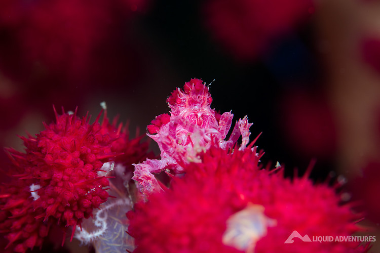 Candy crab, Hoplophrys oatesii Lembeh Strait Indonesia August 2015