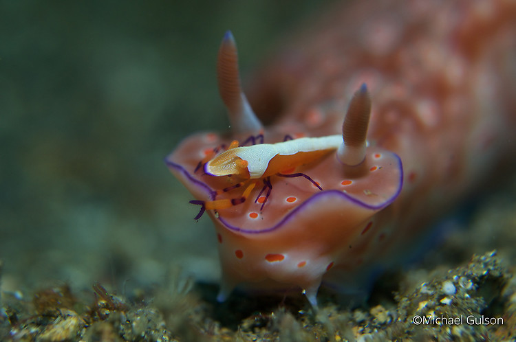 Emperor shrimp, Periclimenes imperator on Ceratosoma tenue, Lembeh Strait Indonesia 2015