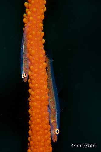 Loki Whip Coral Shrimp, Bryaninops loki, Lembeh Strait Indonesia, 2015