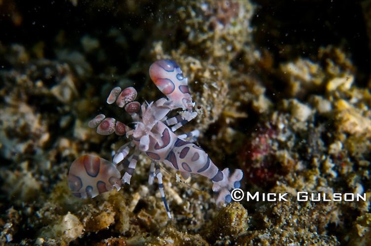 Baby Harlequin Shrimp, (Hymenocera elegans), Lembeh Strait Indonesia, October, 2015