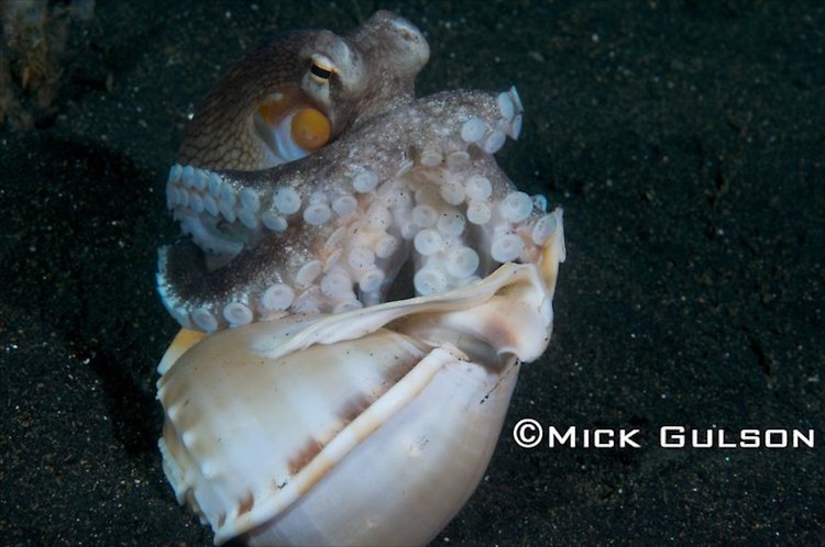 Coconut Octopus, (Octopus marginatus), Lembeh Strait Indonesia, October, 2015