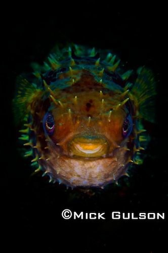 Rounded Porcupinefish, (cyclichthys), Lembeh Strait Indonesia, October, 2015