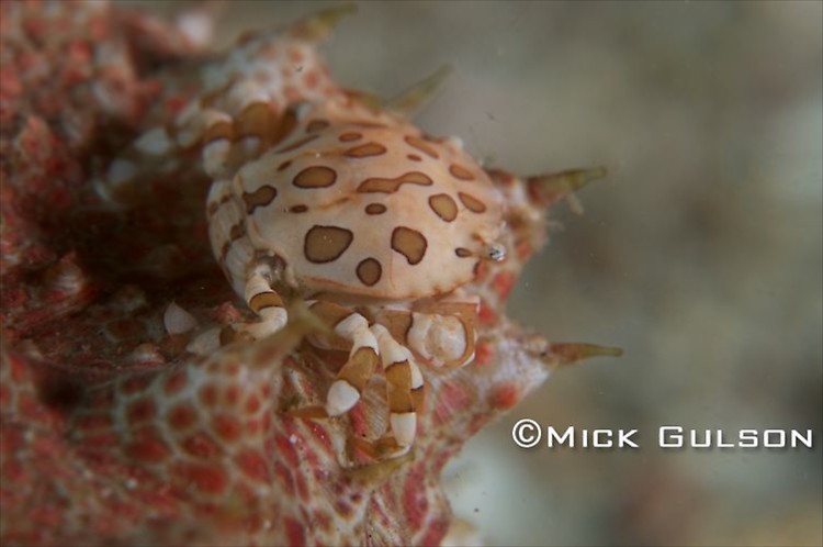 Sea cucumber swimming crab, Lissocarcinus orbicularis, Lembeh Strait Indonesia 2013