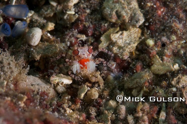 Boxer Crab, (Lybia tesselata), Lembeh Strait Indonesia, October, 2015