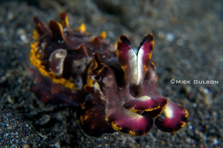 Flamboyant cuttlefish, Metasepia pfefferi, Lembeh Strait Indonesia July 2013
