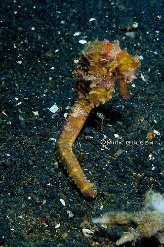  Wing-Spined seahorse, Hippocampus alatus Lembeh Strait Indonesia, July 2013
