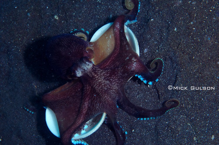 Coconut octopus, Amphioctopus marginatus, Lembeh Strait Indonesia July 2013