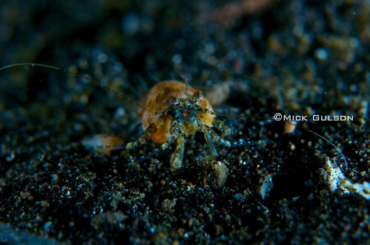 Juvenile anemone Hermit-Crab, Dardanus pedunculatus, Lembeh Strait Indonesia July 2013