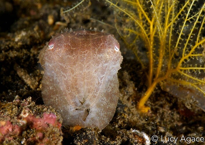 Broadclub cuttlefish, Sepia latimanus, Lembeh Strait Indonesia November 2014