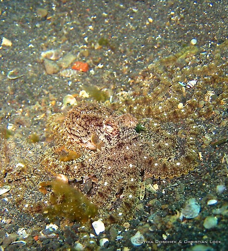 Long arm Octopus, Macrotritopus defilippi, Lembeh Strait Indonesia April 2013