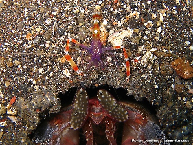 Violet Banded boxer Shrimp, Stenopus tenuirostris & Giant Mantis shrimp, Lysiosquillina lisa Lembeh Strait Indonesia 2013
