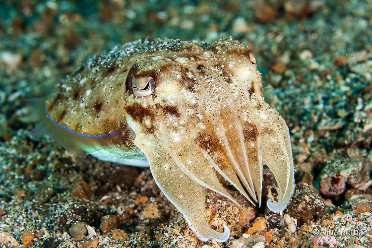 Needle Cuttlefish, Sepia aculeata, Lembeh Strait Indonesia July 2015