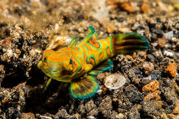 Picturesque dragonet, Synchiropus picturatus, Lembeh Strait Indonesia, July 2015