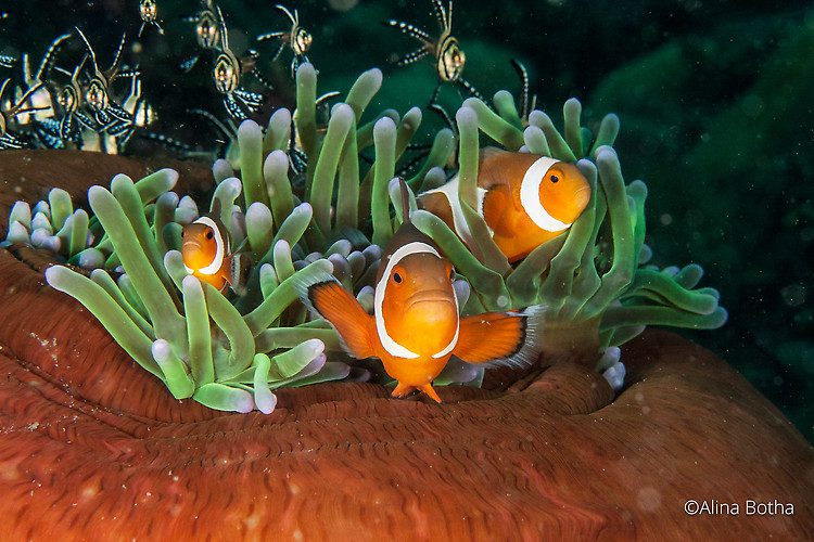 Western Clownfish, Amphiprion Ocellaris, Lembeh Strait Indonesia July 2015